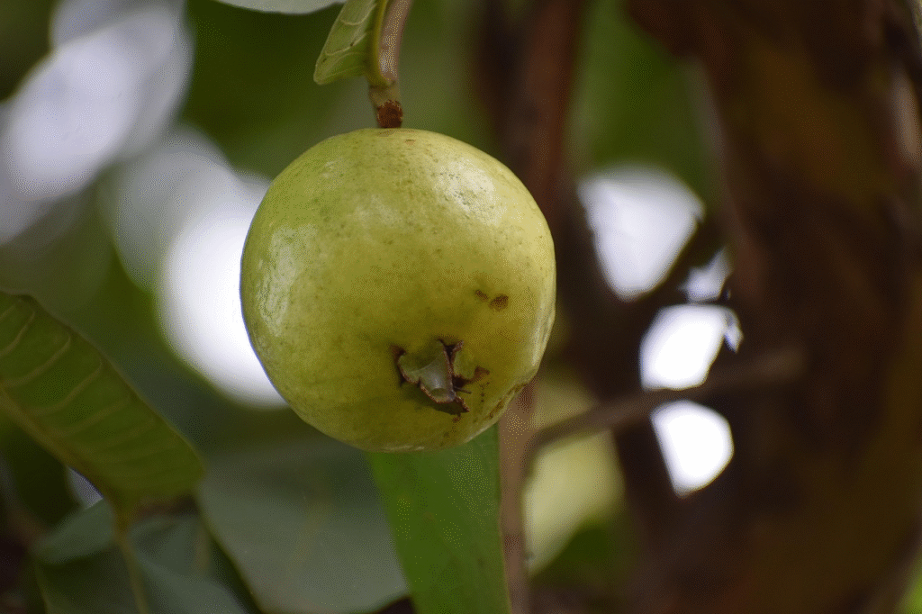 10 Melhores Frutas Antienvelhecimento